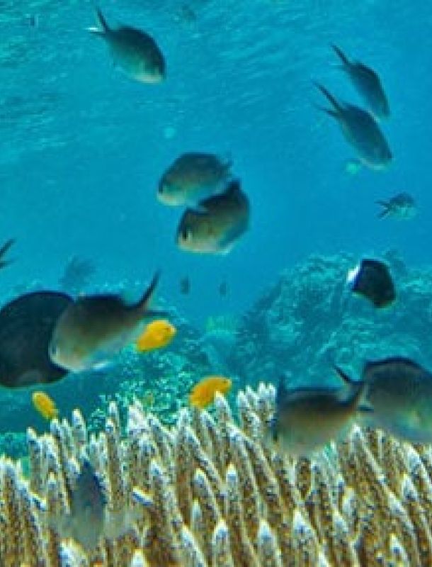 fauna-submarina-en-islas-cies