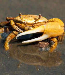 crabs in Galician Islands