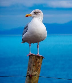 Colonias de aves en Islas Atlánticas de Galicia