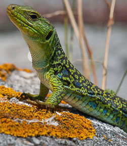 Reptiles in the maritime terrestrial ecosystem of the Atlantic Islands of Galicia.